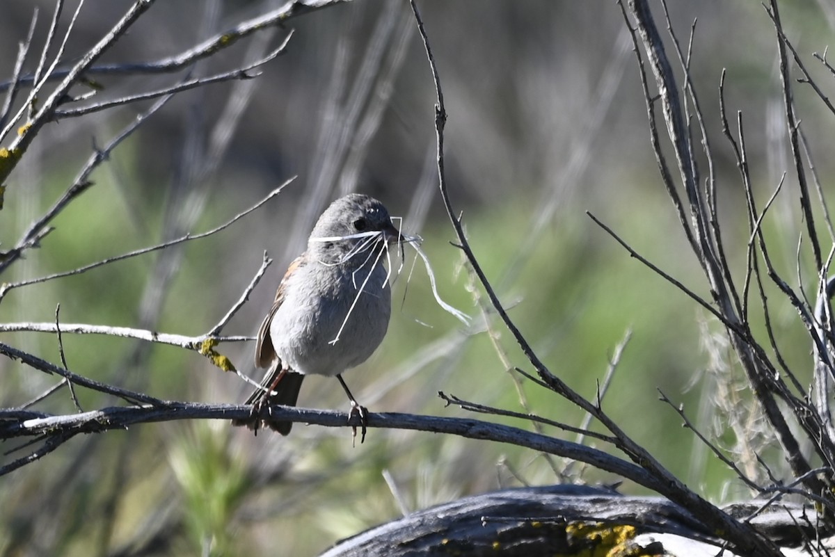 Black-chinned Sparrow - Alex Castelein