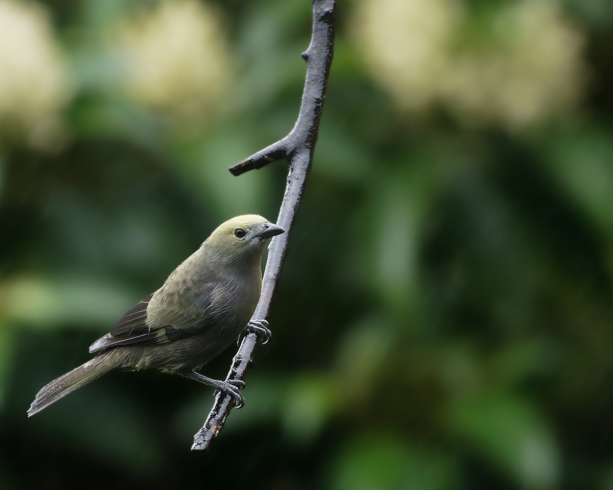 Palm Tanager - Alexis Vargas