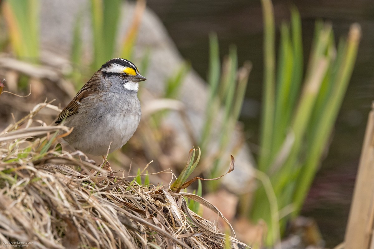 White-throated Sparrow - Pierre Lemieux