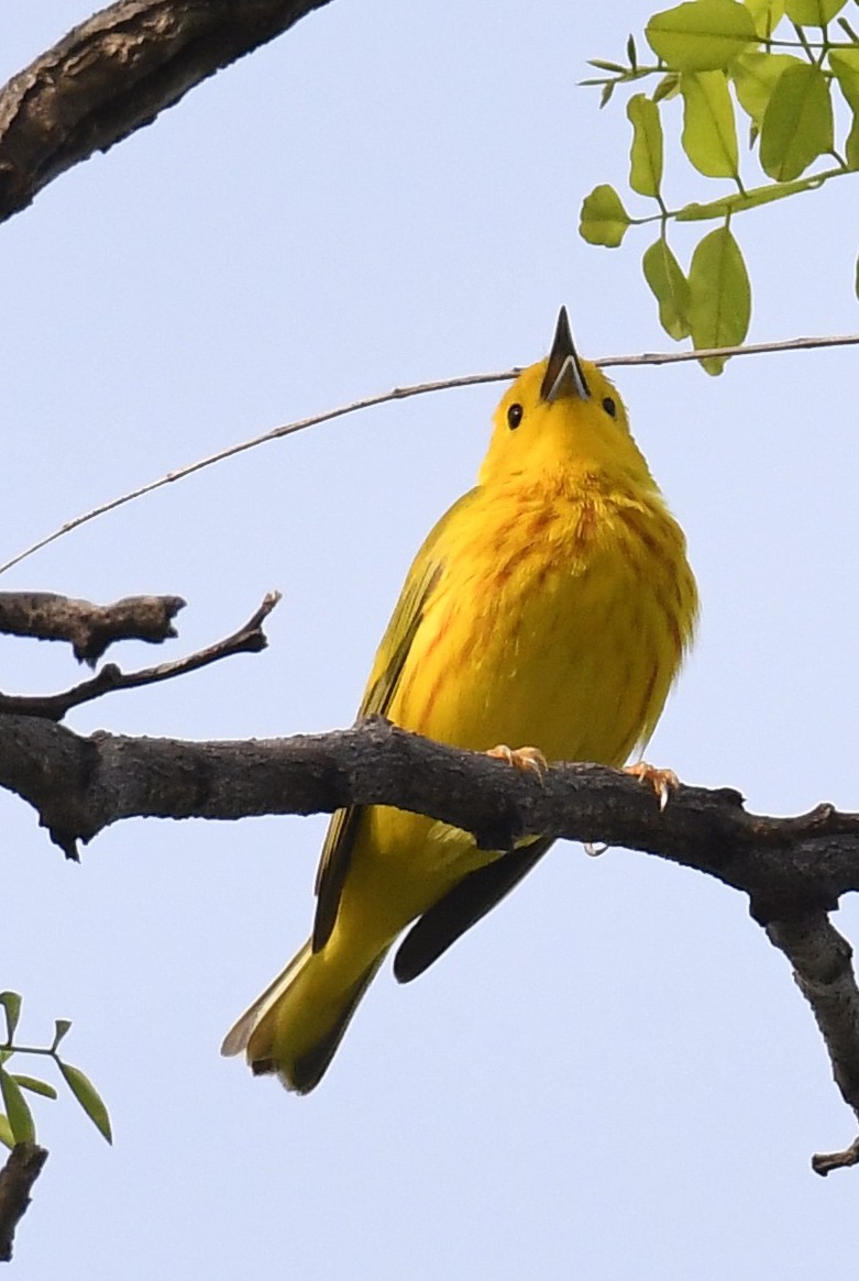 Yellow Warbler - ML618235946