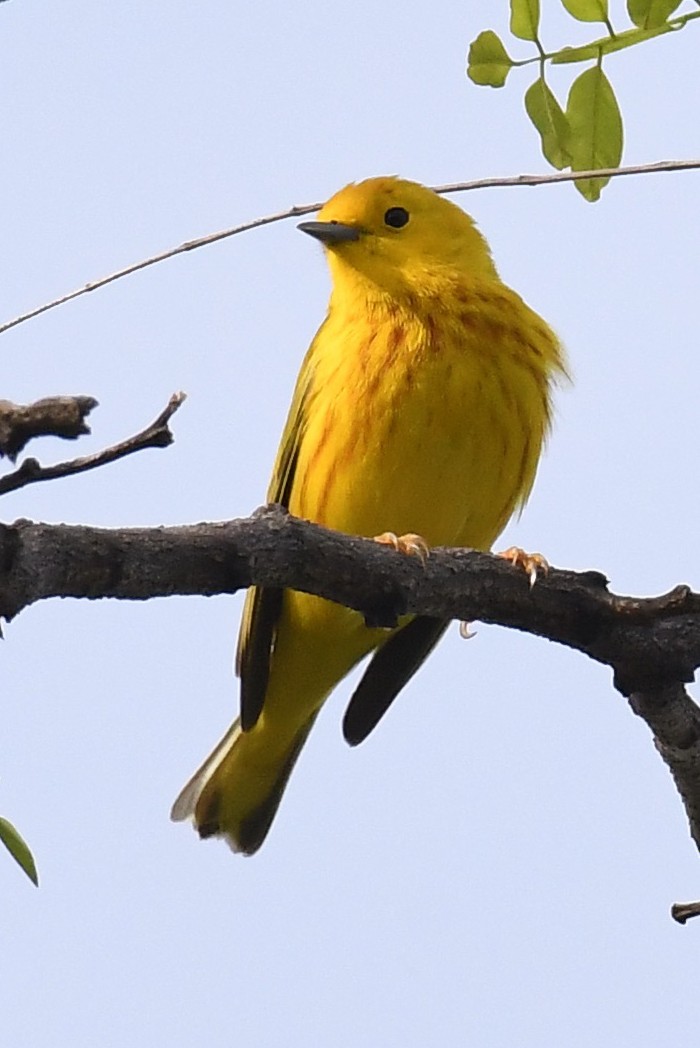 Yellow Warbler - Pam Perna