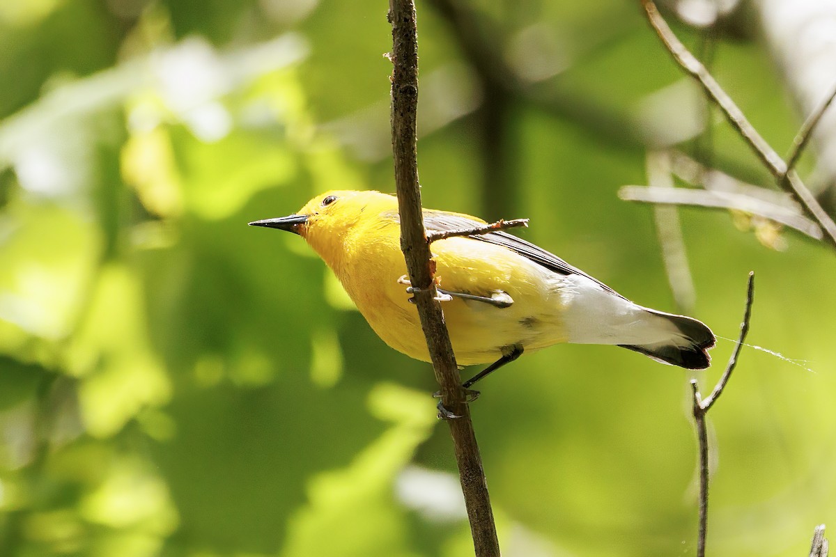 Prothonotary Warbler - Doug Waters