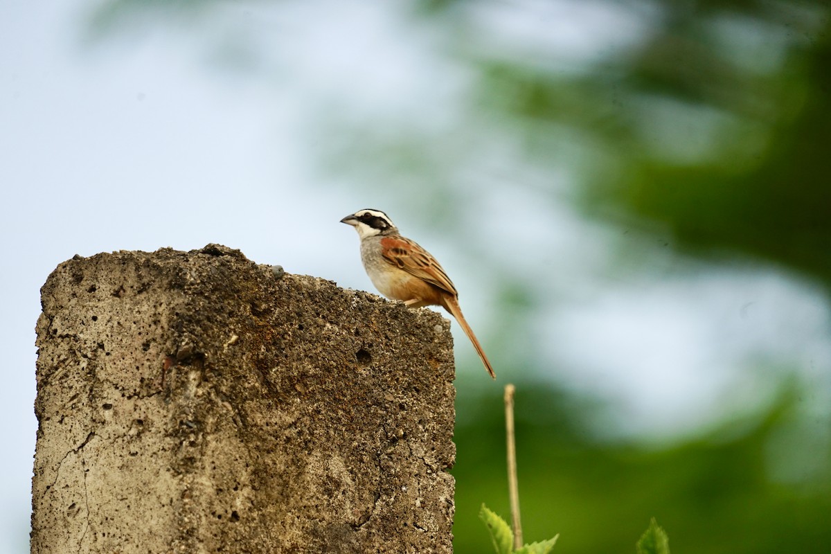 Stripe-headed Sparrow - Mike Hearell