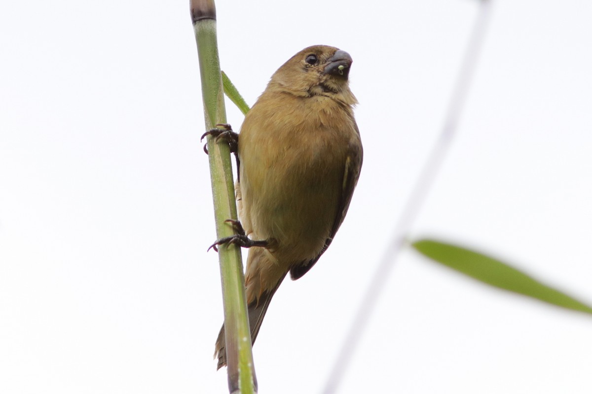 Wing-barred Seedeater - Richard Dunn
