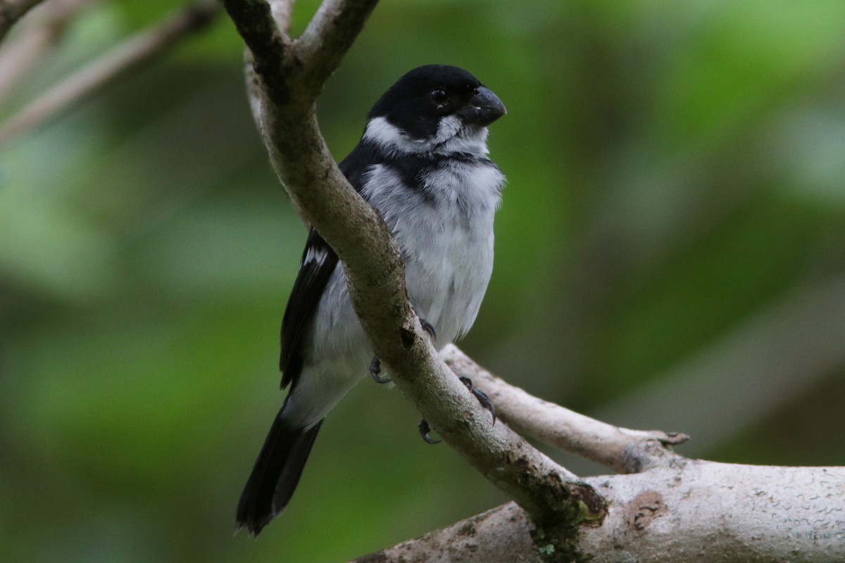 Wing-barred Seedeater - ML618235981