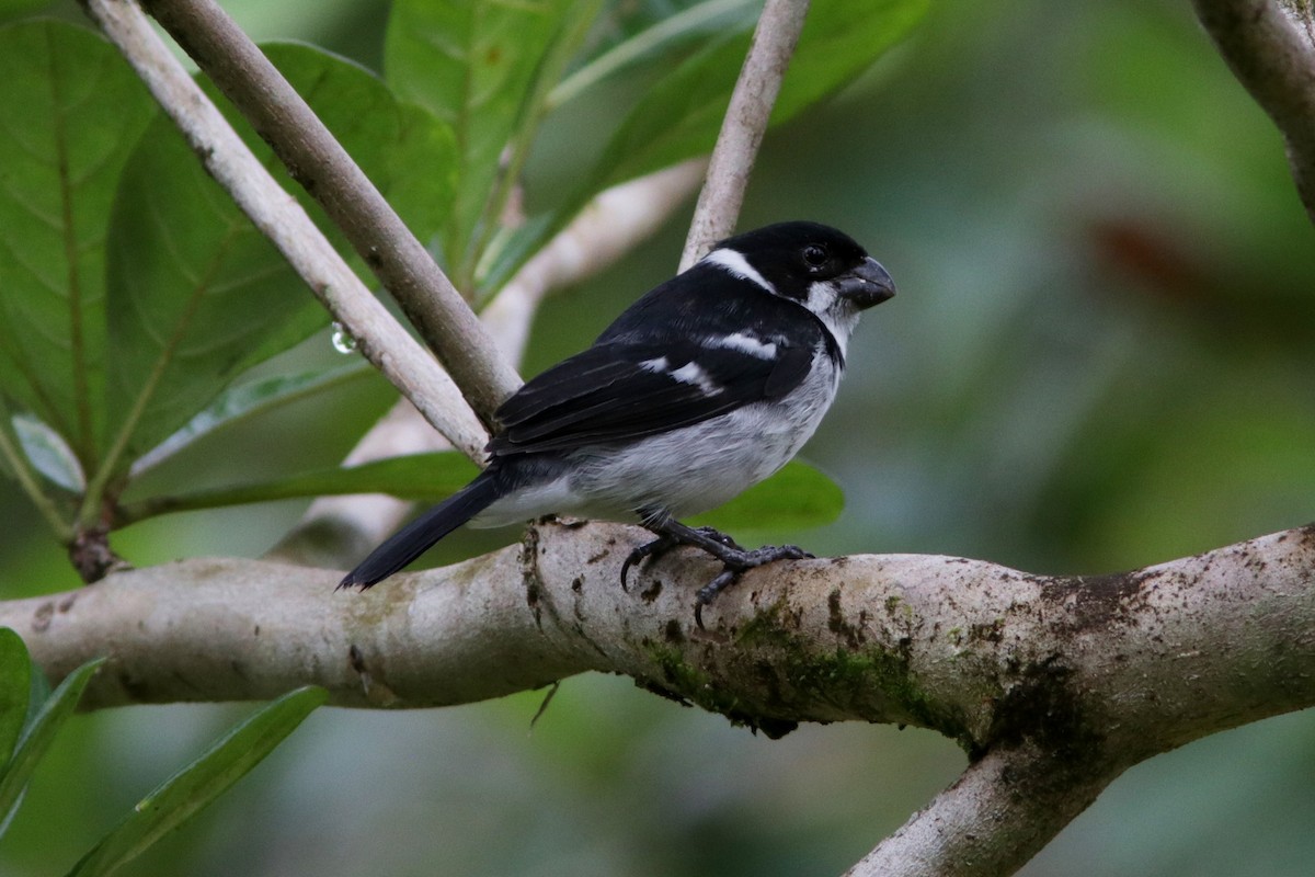 Wing-barred Seedeater - ML618235982