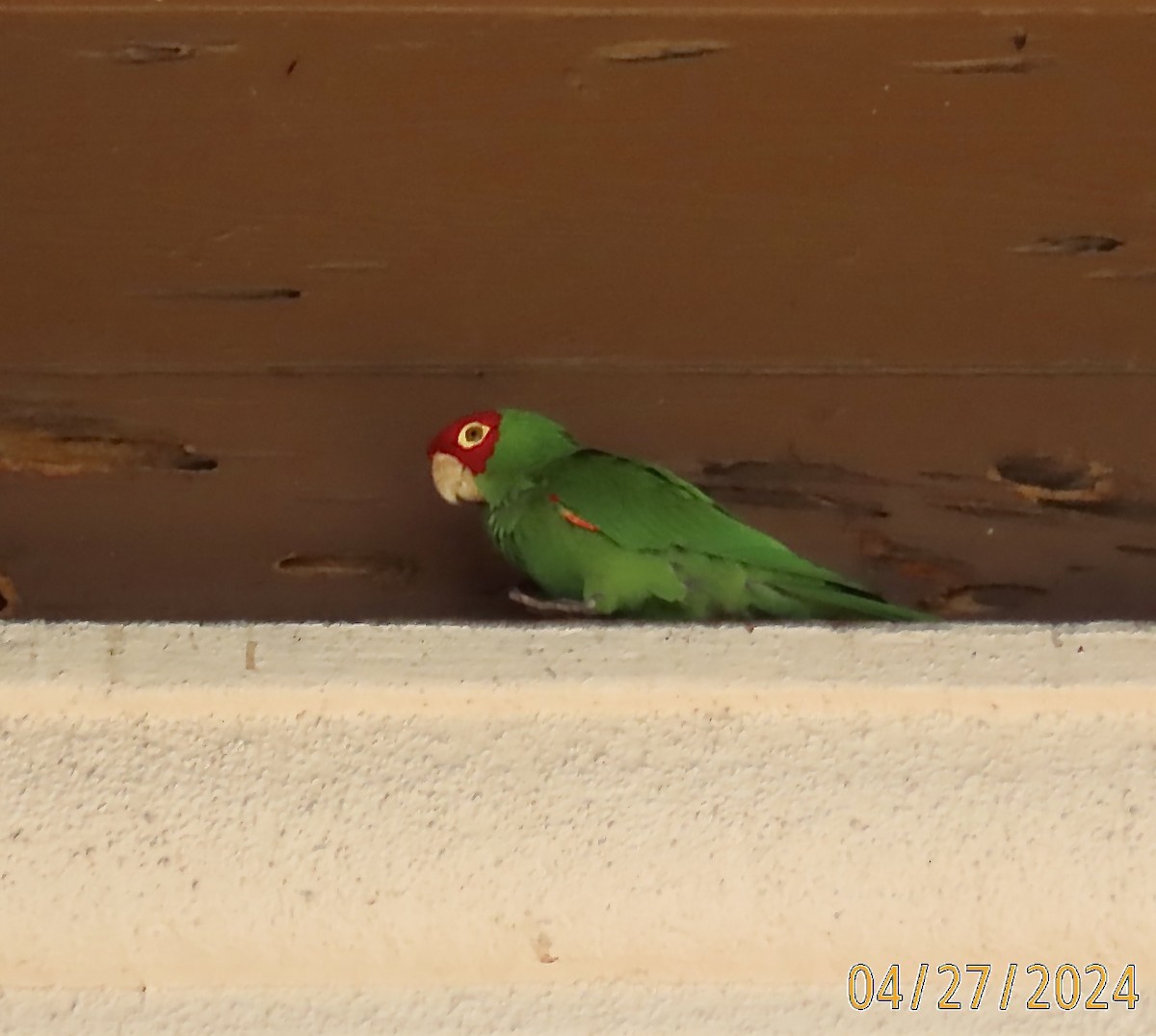 Guayaquil Papağanı - ML618235989