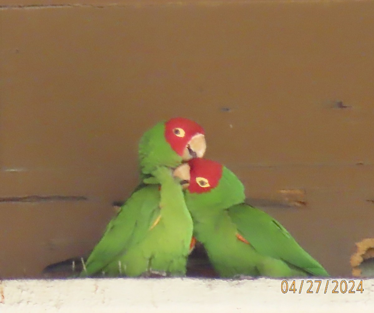 Red-masked Parakeet - ML618235990