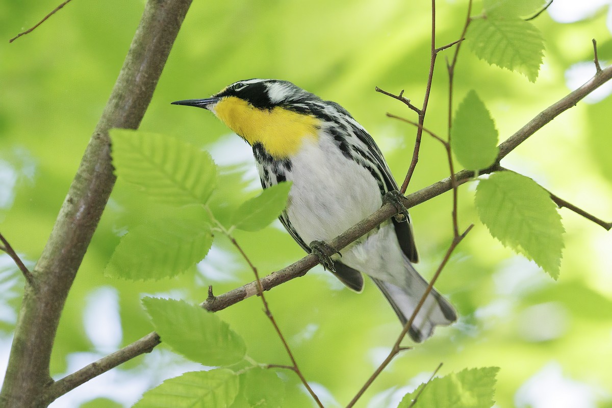 Yellow-throated Warbler - Doug Waters