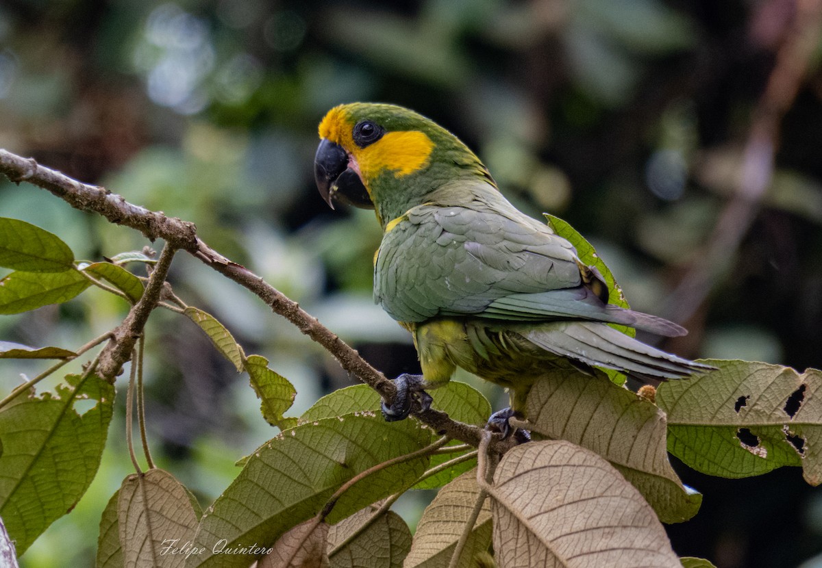 Yellow-eared Parrot - luis felipe quintero contreras
