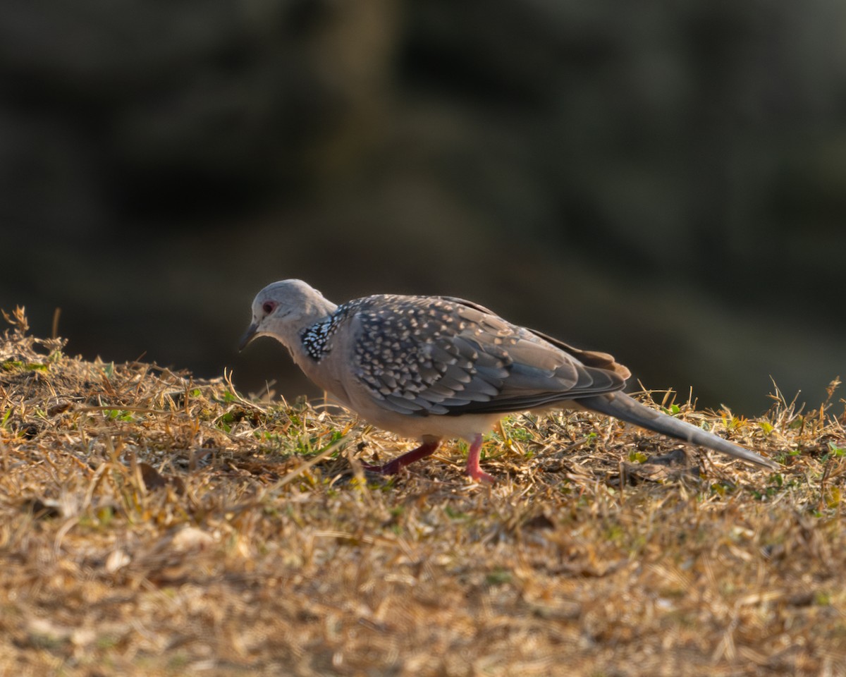 Spotted Dove - ML618236077