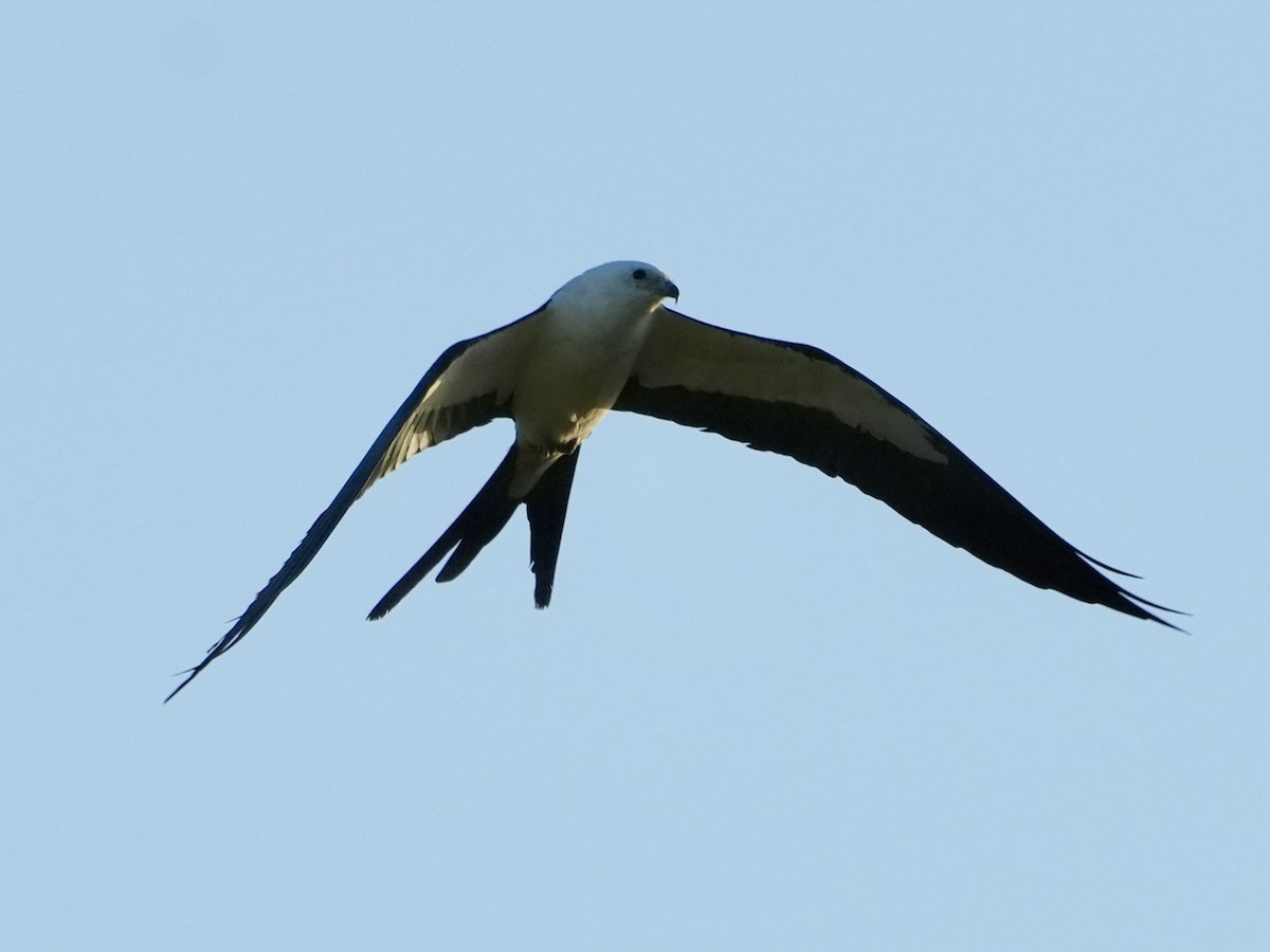 Swallow-tailed Kite - ML618236087
