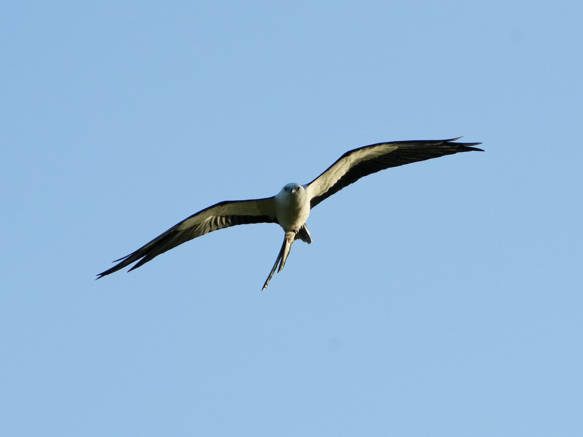 Swallow-tailed Kite - ML618236088