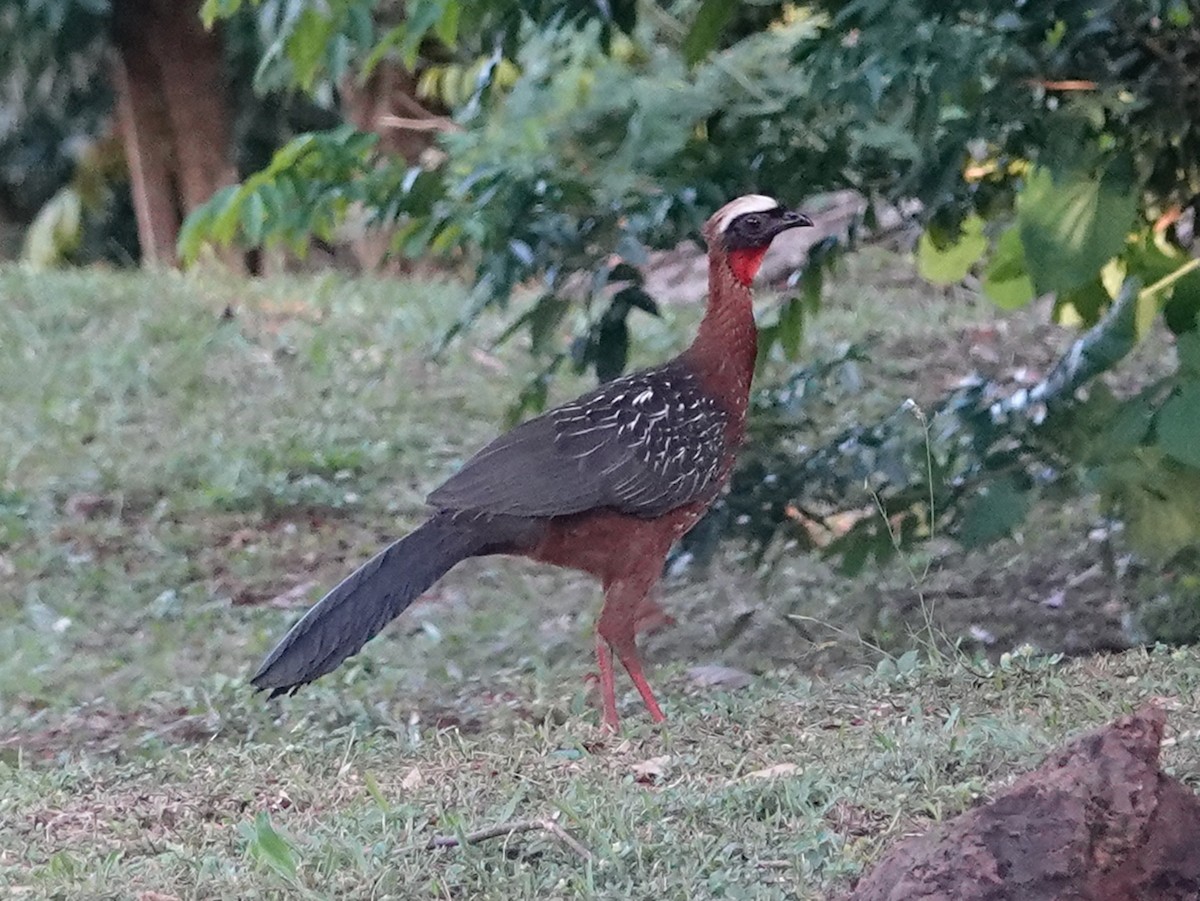 White-crested Guan - ML618236113