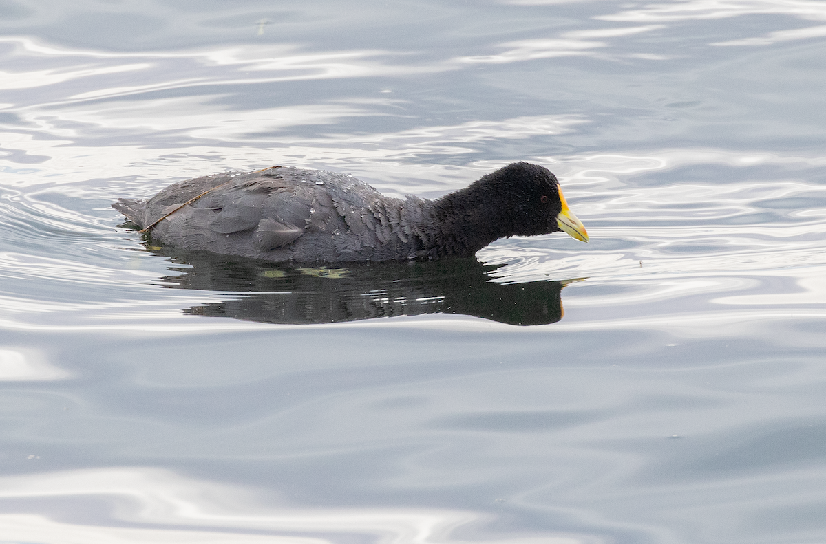 White-winged Coot - Ernst Mutchnick