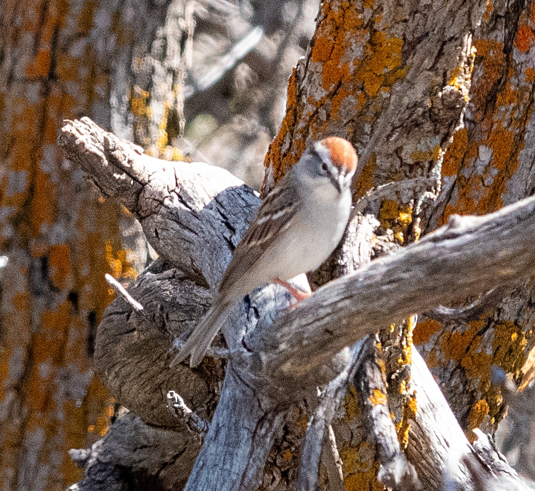 Chipping Sparrow - ML618236138