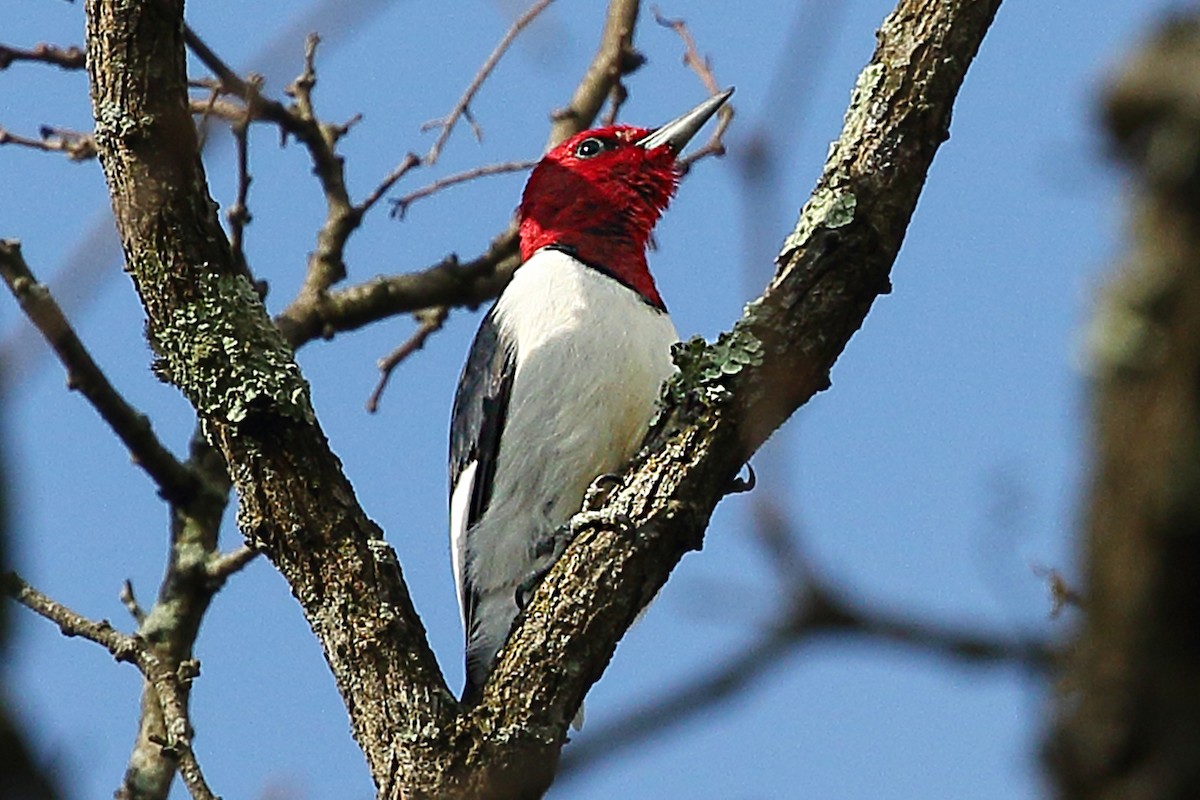 Red-headed Woodpecker - ML618236140
