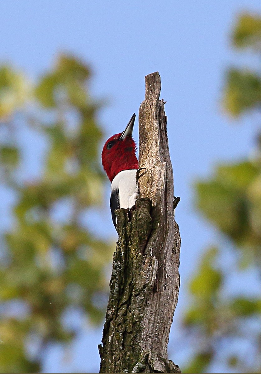 Red-headed Woodpecker - ML618236141