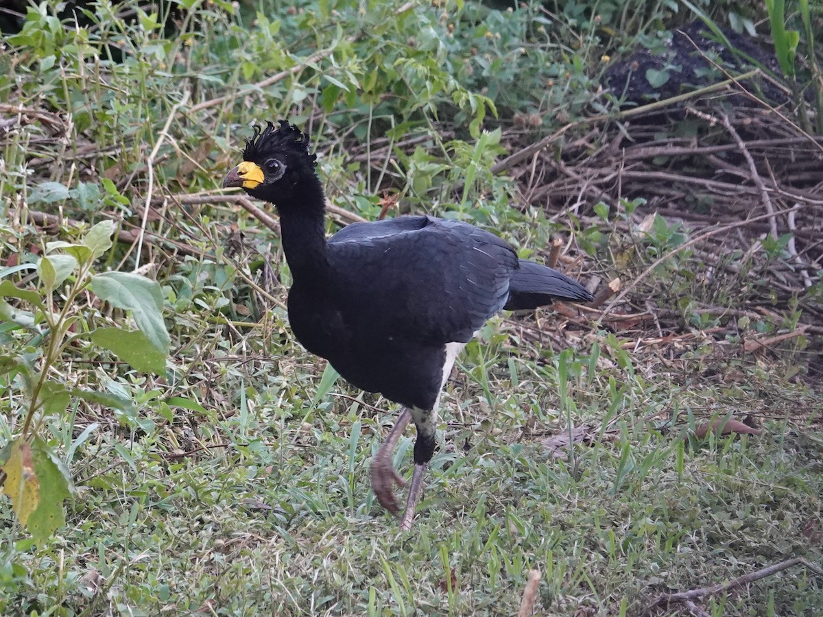 Bare-faced Curassow (Bare-faced) - Barry Reed
