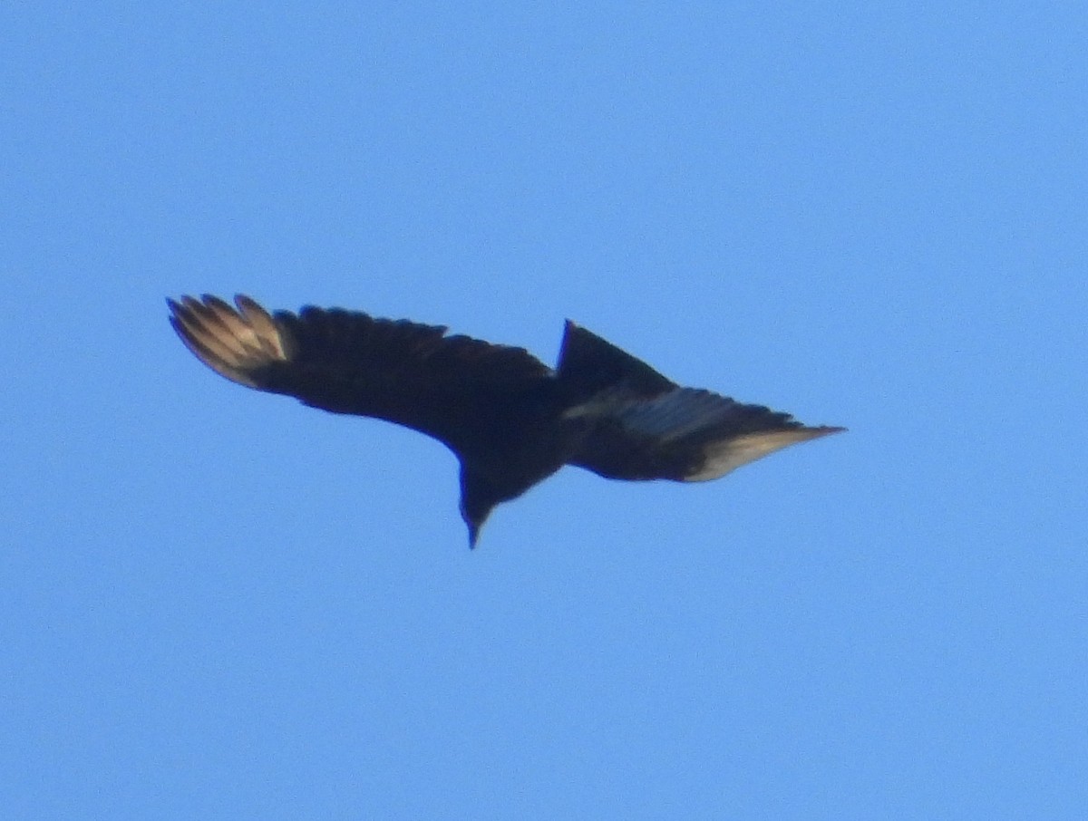 Black Vulture - ML618236176