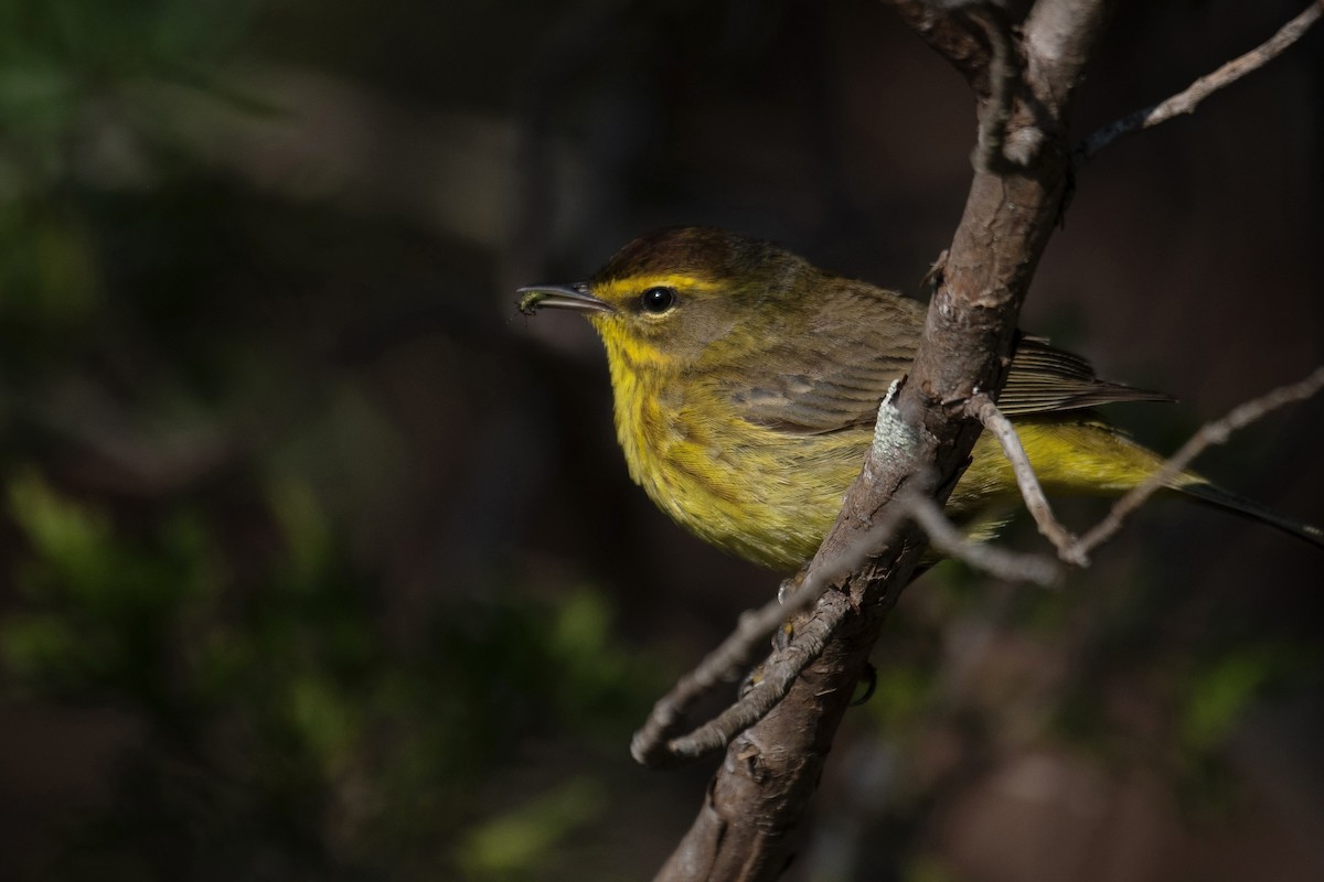 Palm Warbler (Yellow) - Jay Rand