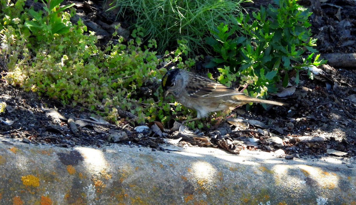 Golden-crowned Sparrow - ML618236184