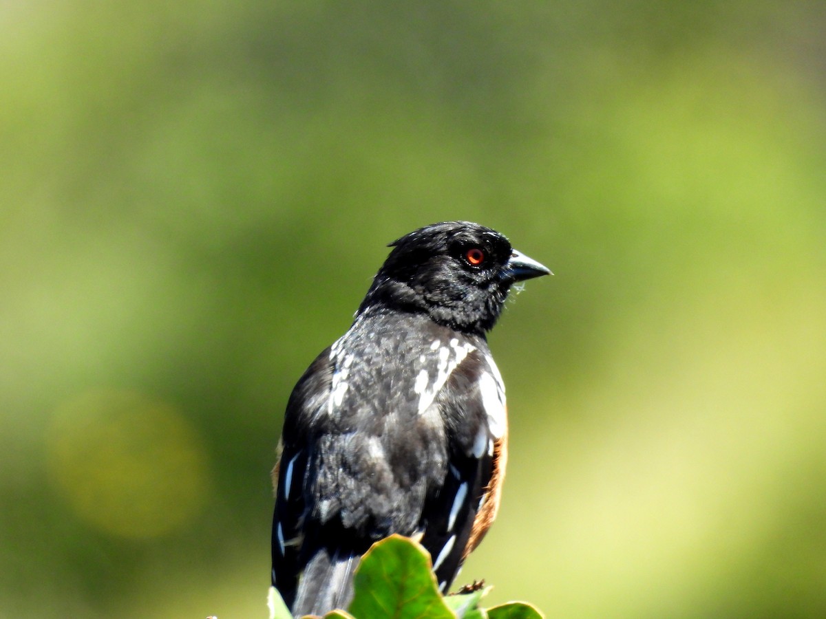 Spotted Towhee - ML618236194
