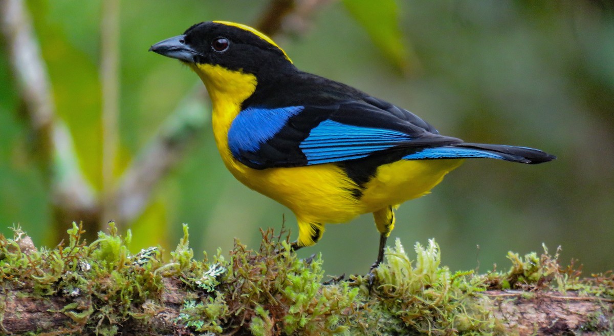 Blue-winged Mountain Tanager - ML618236204