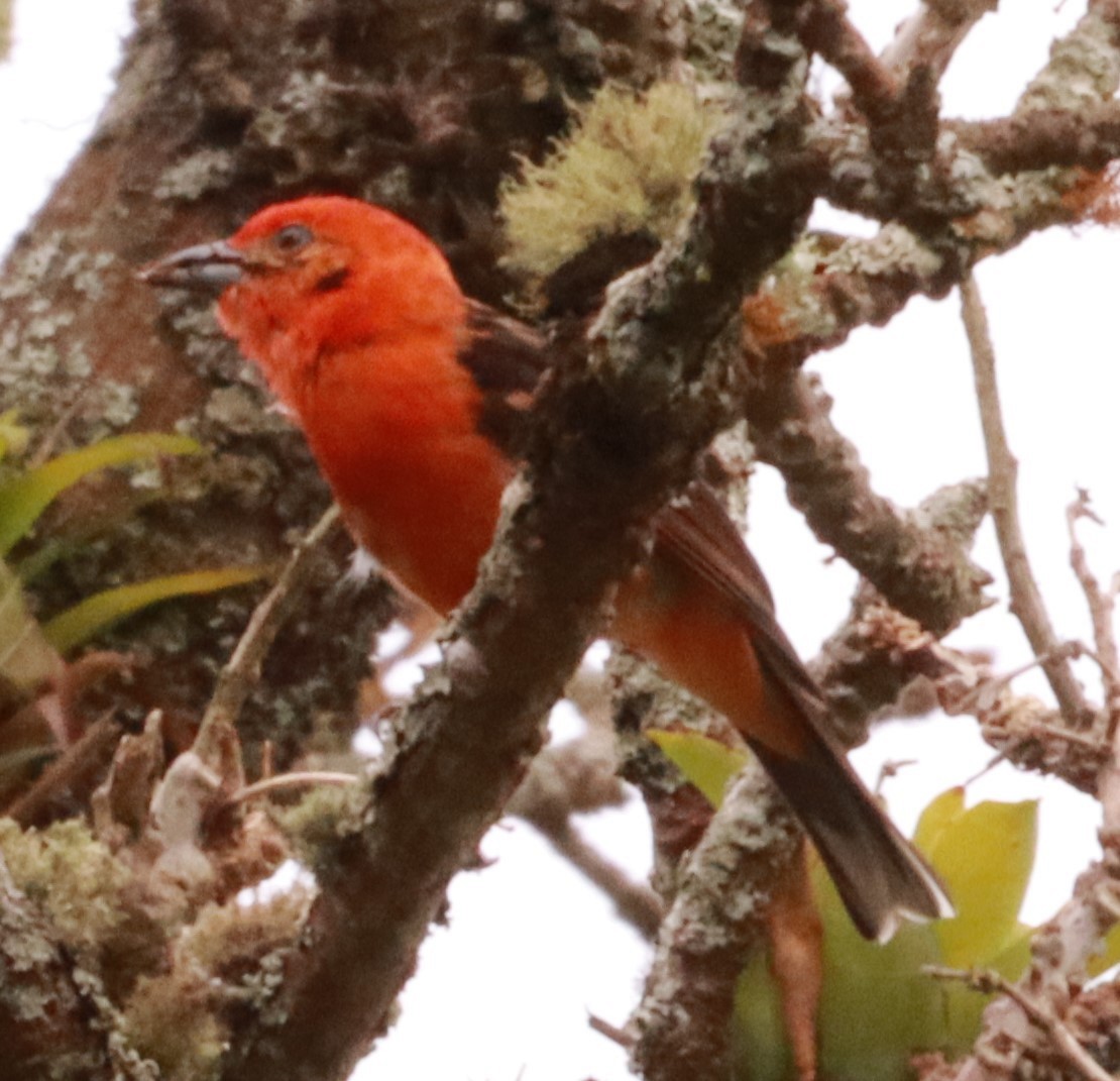 Flame-colored Tanager - ML618236241
