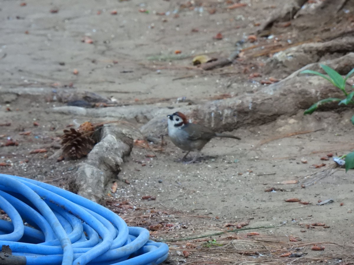 White-faced Ground-Sparrow - ML618236249