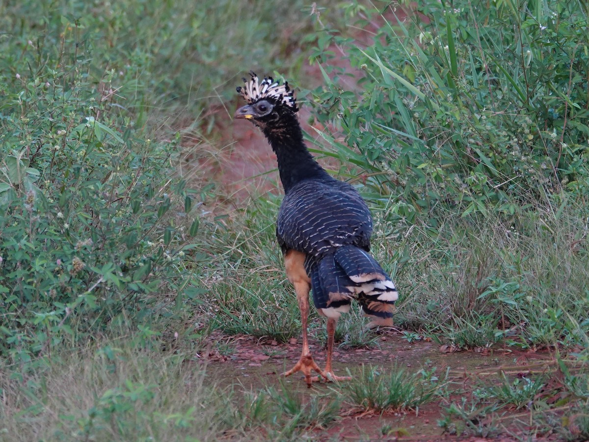 Bare-faced Curassow (Bare-faced) - ML618236253
