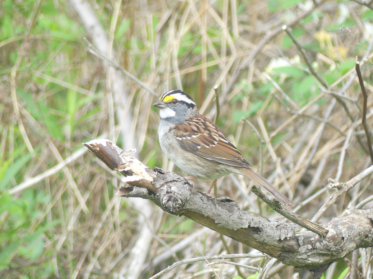 White-throated Sparrow - ML618236274