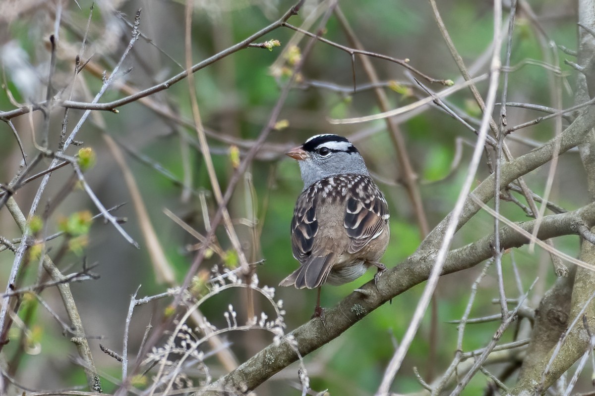 White-crowned Sparrow - ML618236290