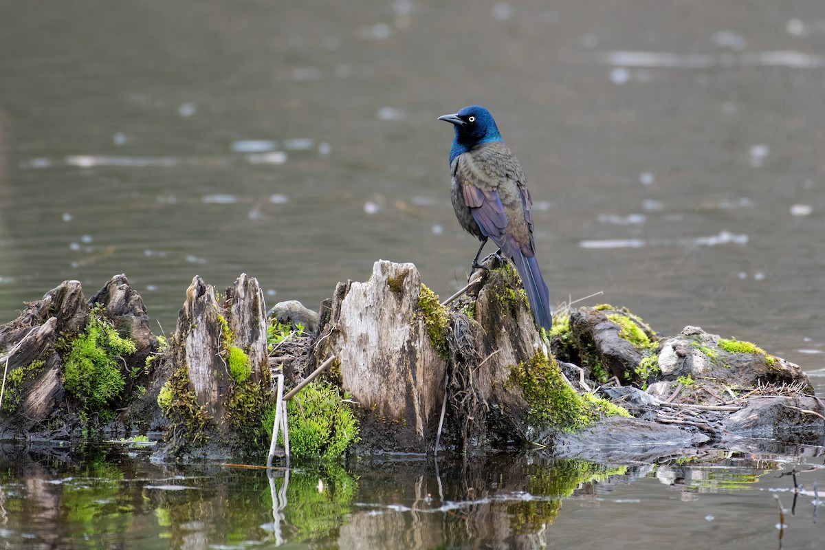Common Grackle - Christy Hibsch