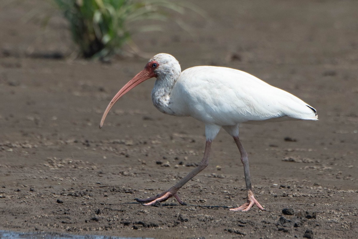 ibis bílý - ML618236335