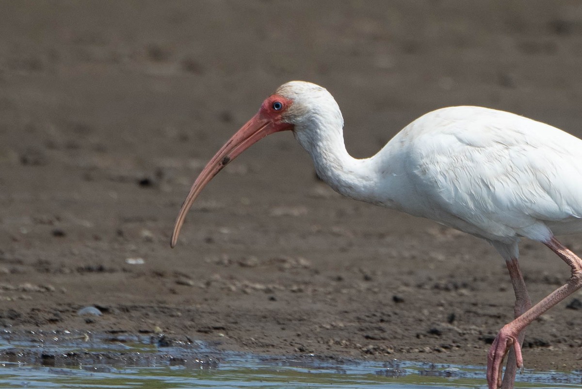 ibis bílý - ML618236336