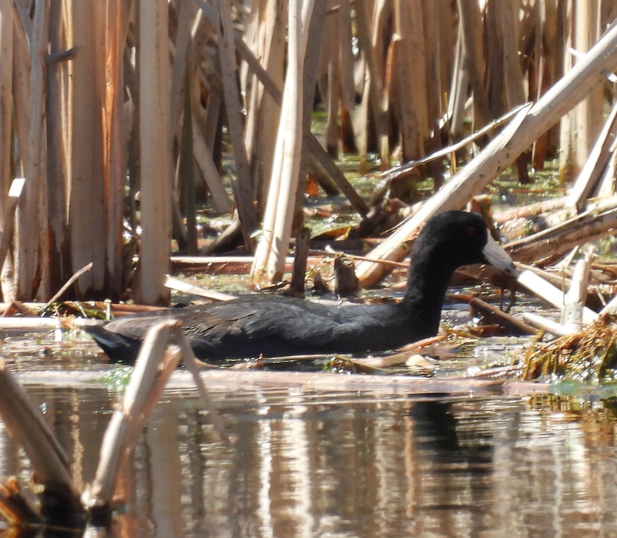American Coot - Laura Griffin