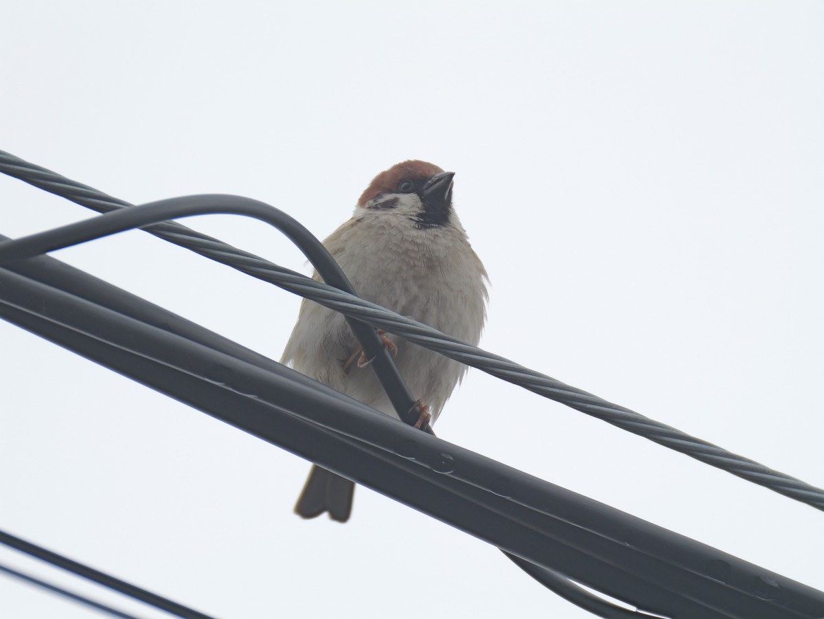 Eurasian Tree Sparrow - ML618236369