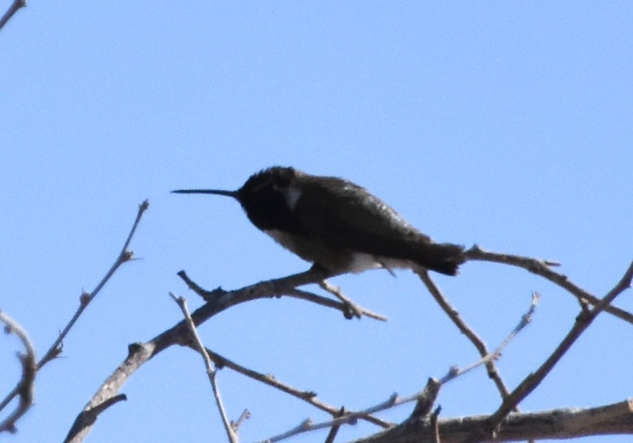 Costa's Hummingbird - ML618236372