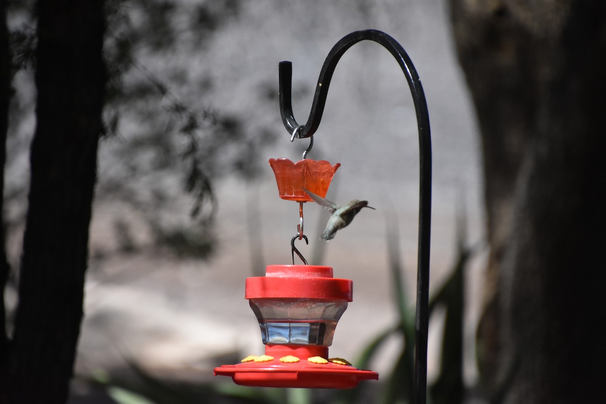Costa's Hummingbird - ML618236374