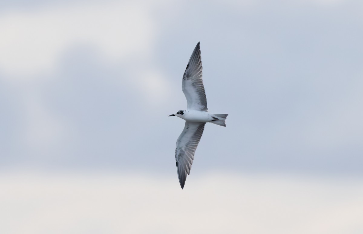White-winged Tern - ML618236392