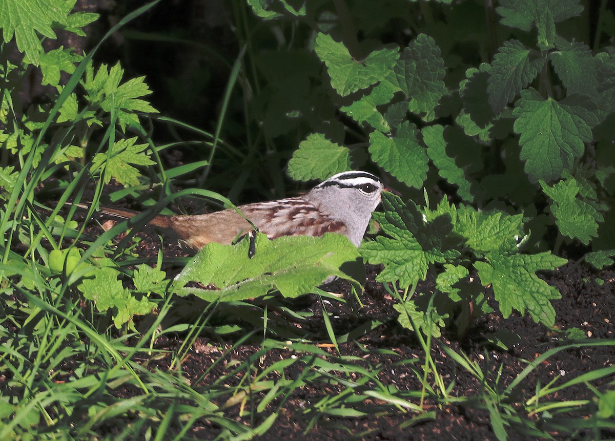 White-crowned Sparrow - ML618236415