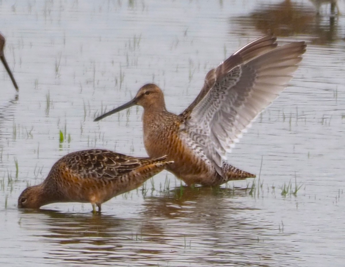 Long-billed Dowitcher - ML618236460