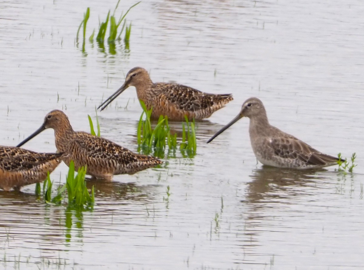 Long-billed Dowitcher - ML618236461