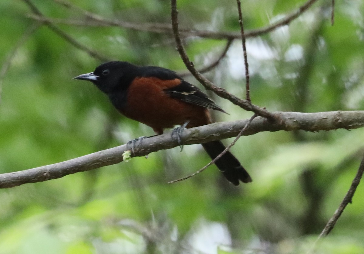 Orchard Oriole - ML618236591