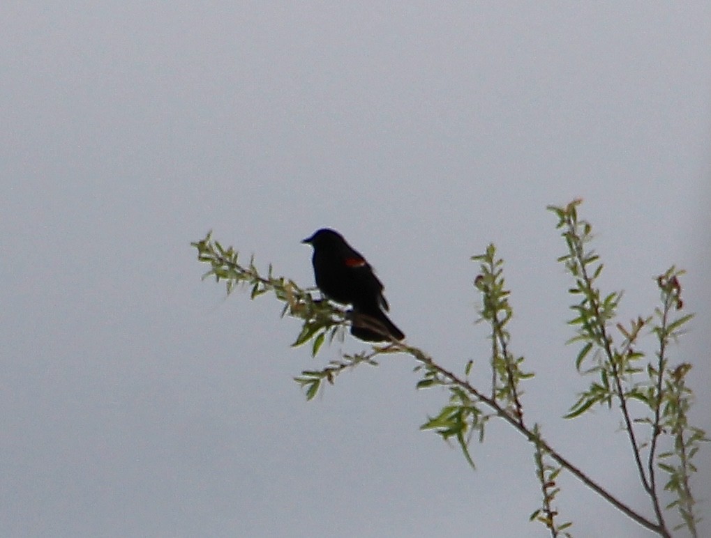 Red-winged Blackbird - ML618236609