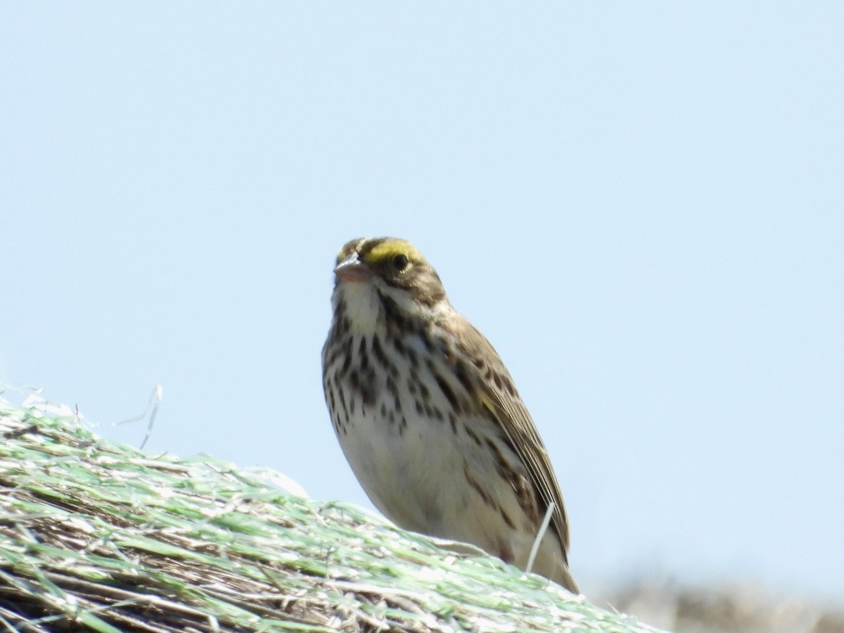 Savannah Sparrow - ML618236640