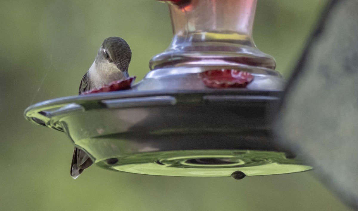 Ruby-throated Hummingbird - ML618236657