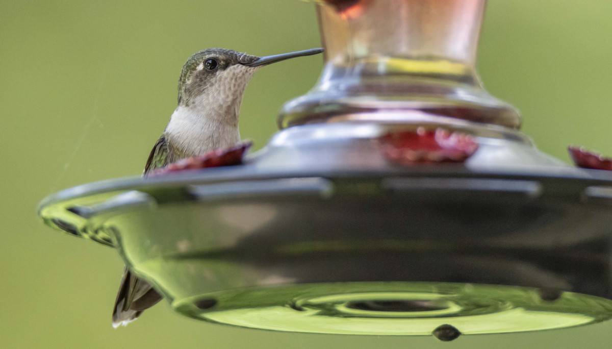 Ruby-throated Hummingbird - ML618236658