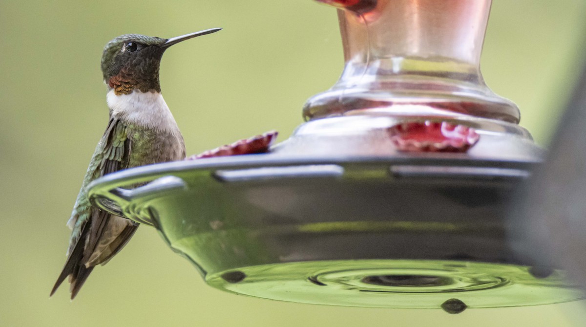 Ruby-throated Hummingbird - ML618236659